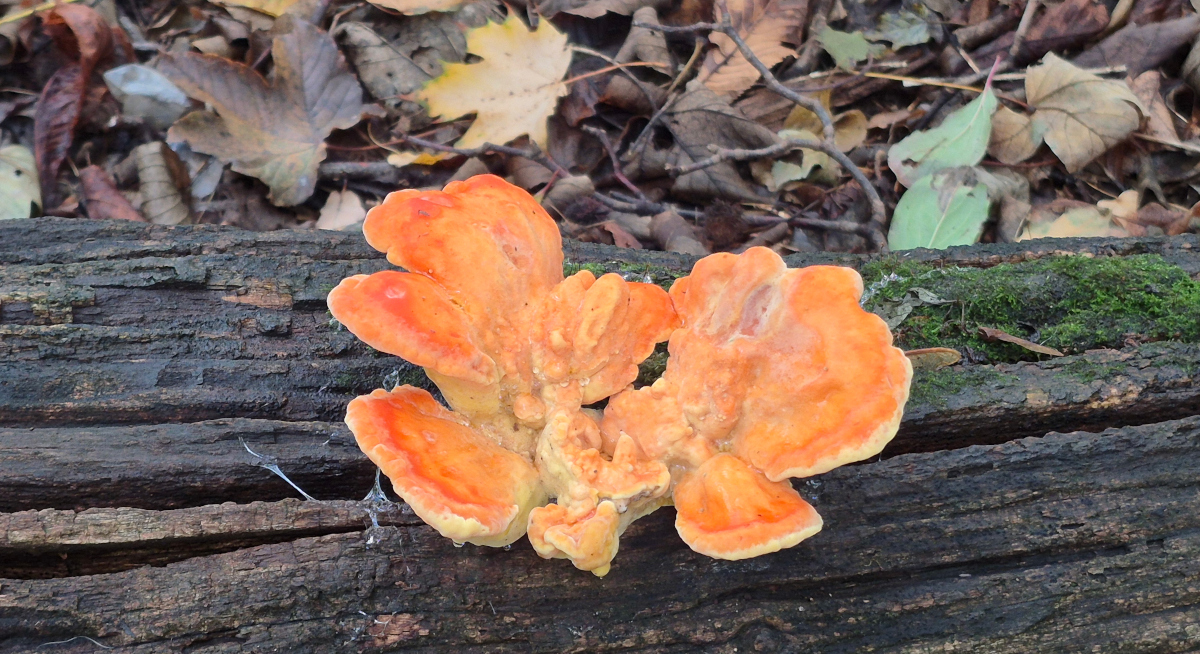 Herbstimpression (Foto: I. Demling)